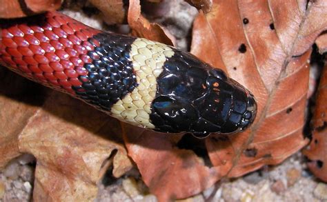 Sinaloan Milk Snake (AAOA 1st Floor Classroom) · .